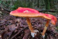 樹海ネイチャーツアー