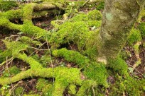 樹海ネイチャーツアー