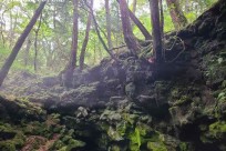 樹海ネイチャーツアー