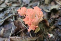 樹海ネイチャーツアー