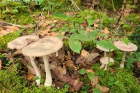 樹海ネイチャーツアー