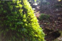 樹海ネイチャーツアー