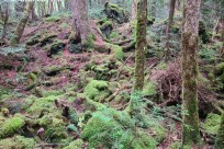 樹海ネイチャーツアー