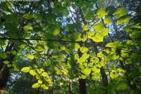 樹海ネイチャーツアー