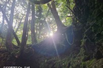 樹海ネイチャーツアー