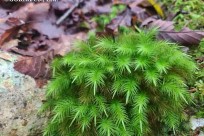 樹海ネイチャーツアー