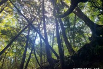 樹海ネイチャーツアー