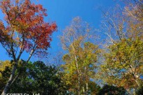 樹海ネイチャーツアー