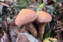 樹海ネイチャーツアー