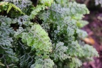 樹海ネイチャーツアー