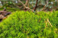 樹海ネイチャーツアー