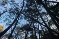 樹海ネイチャーツアー