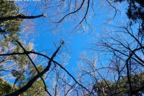 樹海ネイチャーツアー