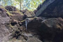 樹海ネイチャーツアー