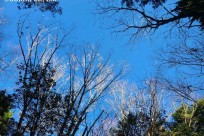 樹海ネイチャーツアー