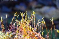 樹海ネイチャーツアー