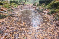 樹海ネイチャーツアー