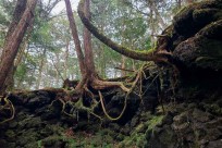 樹海ネイチャーツアー