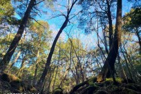 樹海ネイチャーツアー