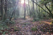 樹海ネイチャーツアー