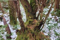 樹海ネイチャーツアー
