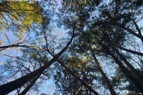 樹海ネイチャーツアー