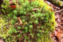 樹海ネイチャーツアー