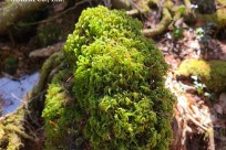 樹海ネイチャーツアー