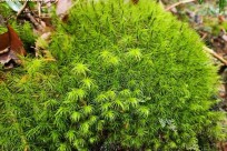 樹海モーニングツアー