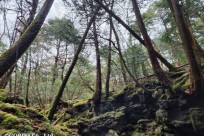 樹海モーニングツアー