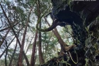 樹海モーニングツアー