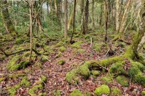 樹海モーニングツアー