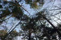 樹海モーニングツアー