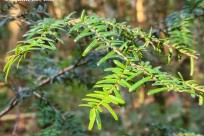 樹海モーニングツアー