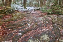 樹海モーニングツアー