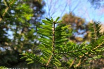 樹海モーニングツアー