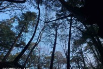 樹海モーニングツアー