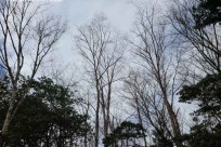 樹海モーニングツアー