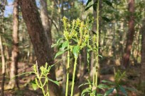 樹海モーニングツアー