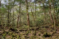 樹海モーニングツアー