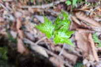 樹海モーニングツアー