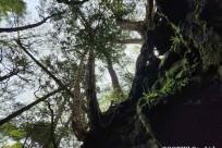 樹海モーニングツアー