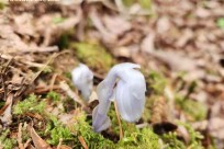 樹海モーニングツアー