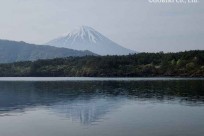 樹海モーニングツアー
