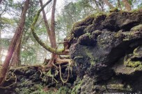 樹海モーニングツアー
