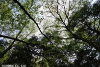 星のや富士様「樹海溶岩ハイキング」