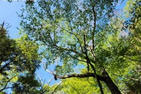 樹海モーニングツアー