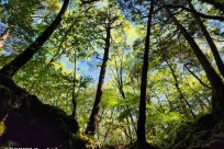 樹海モーニングツアー