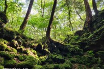 樹海モーニングツアー