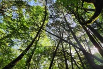 樹海モーニングツアー